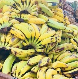 DONATION DE FRUITS ET LEGUMES DE NOTRE EXPLOITATION, AUX PERSONNES ÂGÉES DE LA PAROISSE DE BEJUCAL A CUBA.