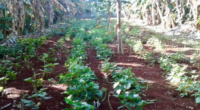 NOS HARICOTS VERTS POUSSENT A CUBA .