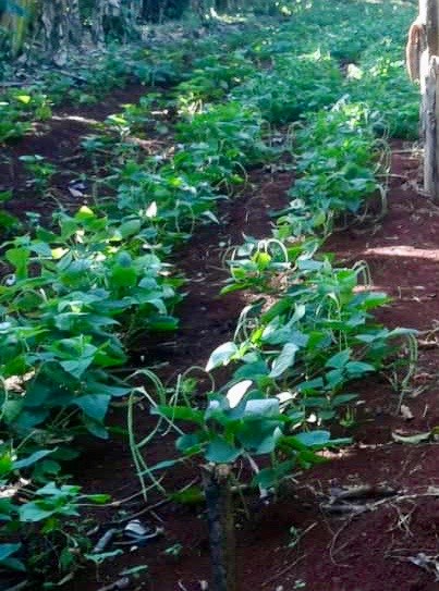 117110476_3789039324442835_6369298289309185772_n