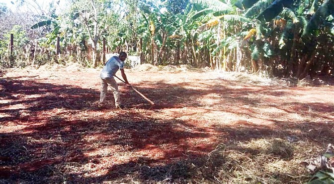 defrichage, nettoyage et preparation de notre exploitation agricole de cuba
