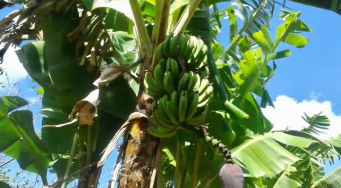 NAISSANCE DANS NOTRE EXPLOITATION AGRICOLE