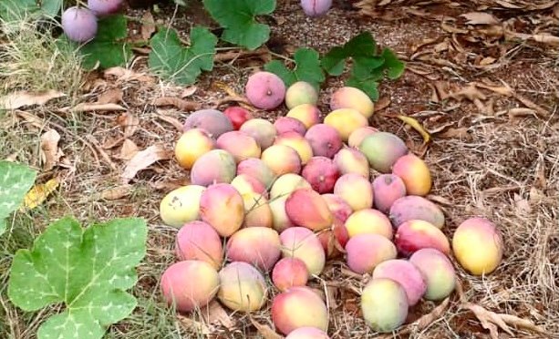 NOS BELLES MANGUES !