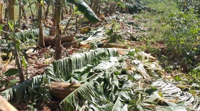 CENTRE MISERICORDE DE CUBA : L’OURAGAN QUI A RAVAGE NOTRE EXPLOITATION AGRICOLE.